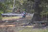 trees3.jpg (41793 bytes)