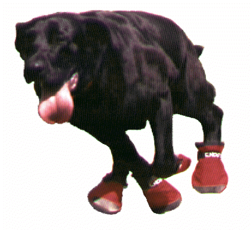 300 X 300 DPI image of Endo